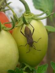 Phthiacnemia picta