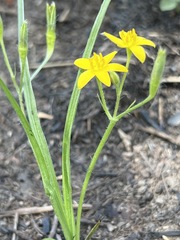 Hypoxis filiformis