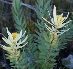 Leucadendron barkerae