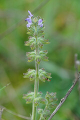 Salvia verbenaca