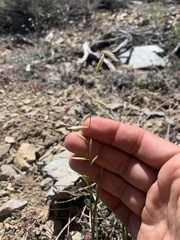 Melica stricta
