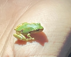 Hyla wrightorum