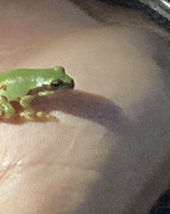Hyla wrightorum