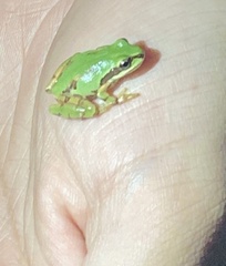 Hyla wrightorum
