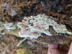 Merulius tremellosus