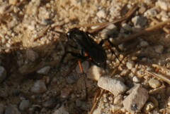 Anoplius viaticus