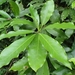Large-leaved Nanmu - Photo (c) 傻子, some rights reserved (CC BY-NC), uploaded by 傻子