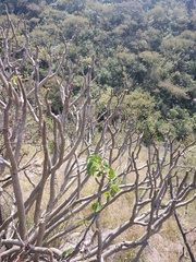 Pittocaulon praecox