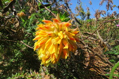 Liparia splendens splendens