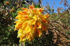 Liparia splendens splendens