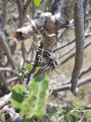 Tillandsia recurvata