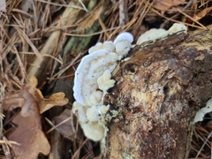 Merulius tremellosus