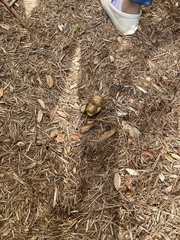 Pisolithus arenarius