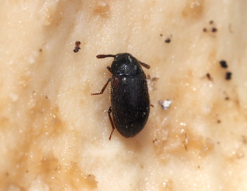 Pisenus humeralis
