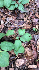 Pachysandra procumbens