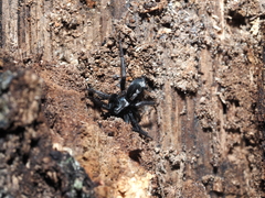 Herpyllus ecclesiasticus