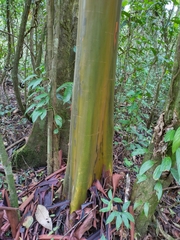 Calycophyllum megistocaulum