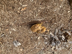 Pisolithus arenarius