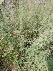 Dalea lutea
