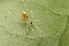 Thwaitesia margaritifera