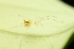 Thwaitesia margaritifera