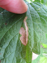 Phytomyza nepetae