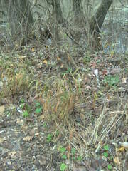 Brachypodium sylvaticum sylvaticum