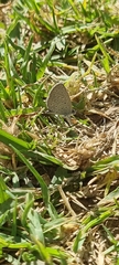 Zizeeria knysna knysna
