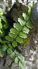 Asplenium azoricum