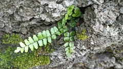 Asplenium azoricum