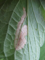 Phytomyza nepetae