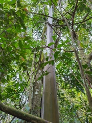 Calycophyllum megistocaulum