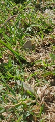Zizeeria knysna knysna