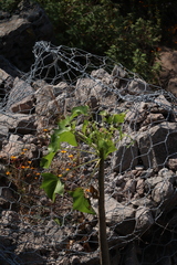 Pittocaulon praecox