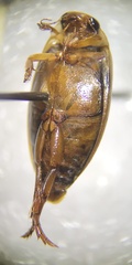Coptotomus longulus