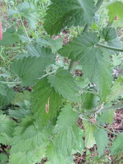Phytomyza nepetae