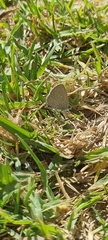 Zizeeria knysna knysna