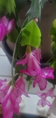Schlumbergera