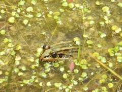 Leptodactylus luctator
