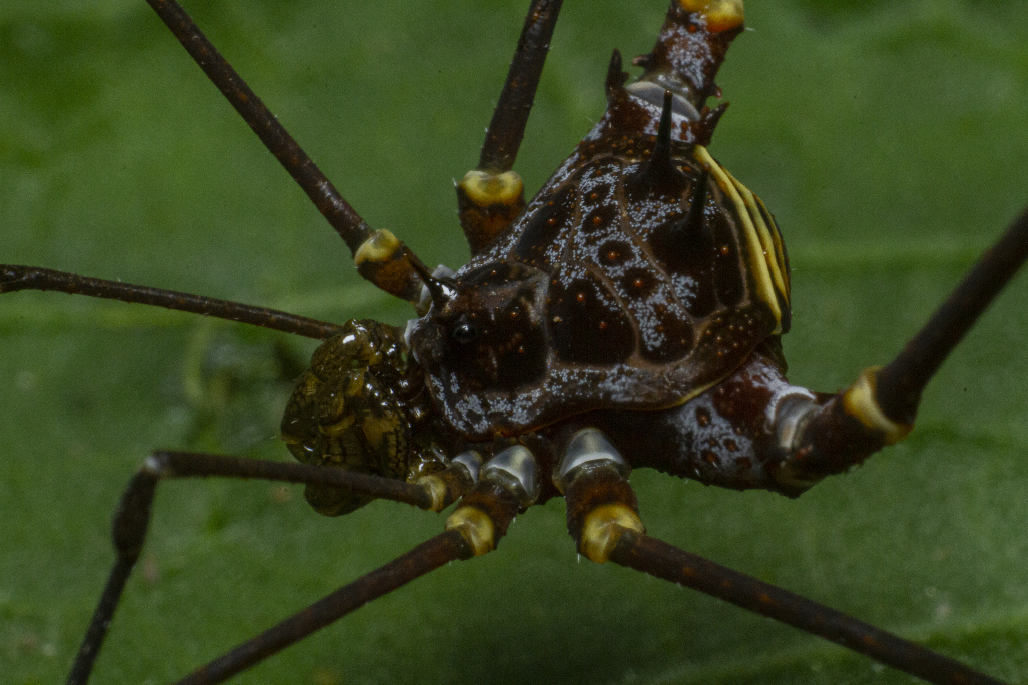 Superfamily Gonyleptoidea · iNaturalist