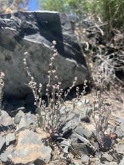 Chenopodium leptophyllum
