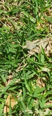 Zizeeria knysna knysna