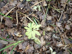 Anemonoides ranunculoides