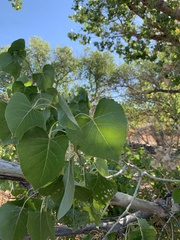 Populus fremontii