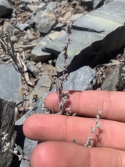 Chenopodium leptophyllum