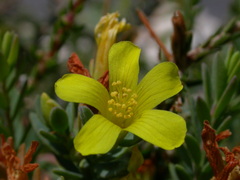 Hypericum aegypticum webbii