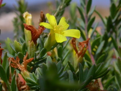 Hypericum aegypticum webbii