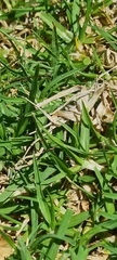 Zizeeria knysna knysna
