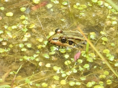Leptodactylus luctator