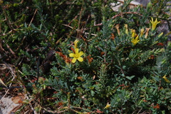 Hypericum aegypticum webbii